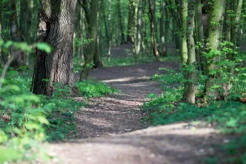 The sun breaks through the trees on the path Stock Photos