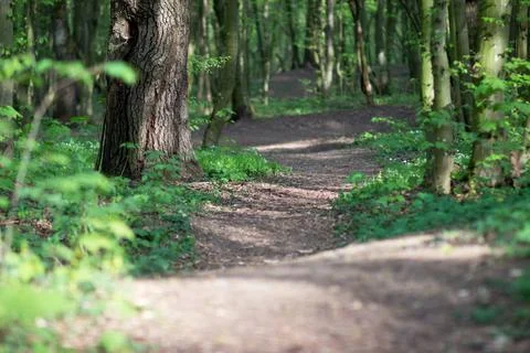 The sun breaks through the trees on the path Stock Photos