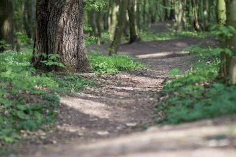 The sun breaks through the trees on the path Stock Photos