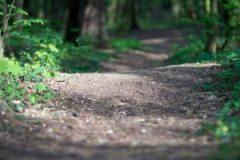 The sun breaks through the trees on the path Stock Photos