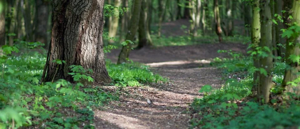 The sun breaks through the trees on the path Stock Photos
