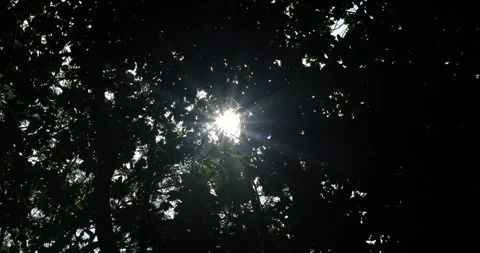 Sun breaks through the trees. Shooting in motion. 4K Slow Mo Stock Footage 283624310