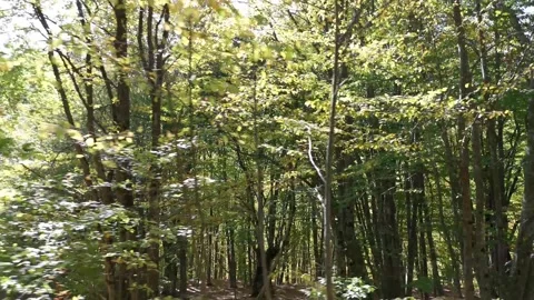 The sun breaks through the trees when driving a car. Stock Footage 147735357