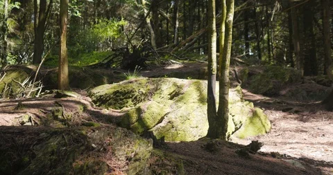 Sun breaks through the trees in the wild forest 動画素材 96065673