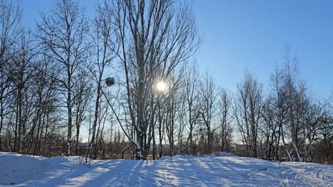 The Sun Breaks Through the Trees in Winter Stock Footage 295422055
