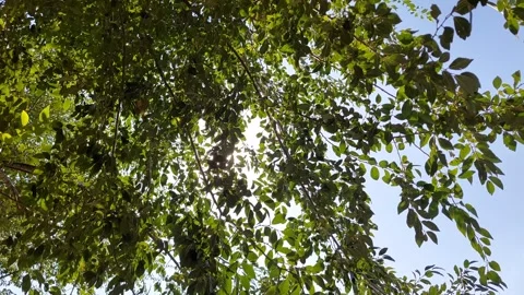 Sun Breaks through the Treetops Video stock 316844820