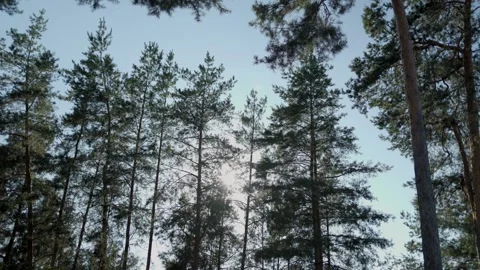 The sun breaks through the treetops. Tall spruce trunks sway gracefully Stock Footage 287352227