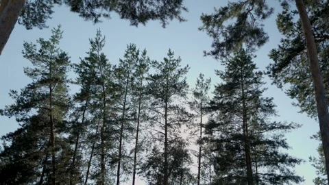 The sun breaks through the treetops. Tall spruce trunks sway gracefully Видео 288083307