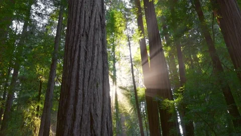 Sun breaks through from the trunks of redwoods, forming the sunrays in the mist Video stock 220714106