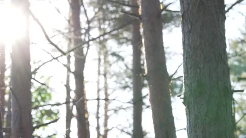 Sun breaks through from the trunks of trees, forming the sunrays in the mis.. Stock Footage 275187105