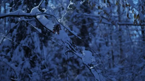 The sun breaks through the winter forest Video stock 257689148