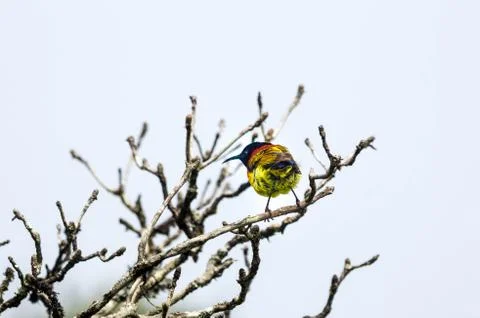 Sun brid Stock Photos