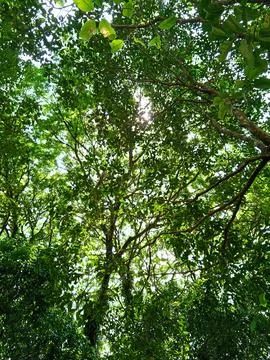 The sun brightly shines through the branches of a green tree Stock Photos