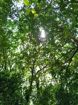 The sun brightly shines through the branches of a green tree Stock Photos