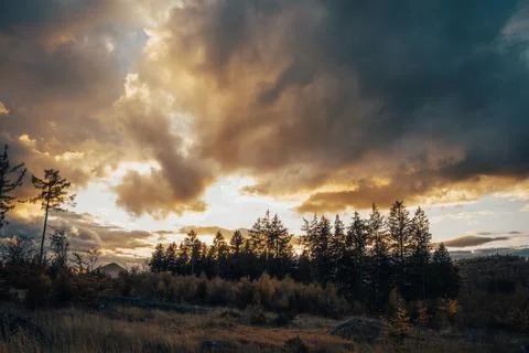 The sun is brightly shining through the fluffy clouds over the tall trees Stock Photos