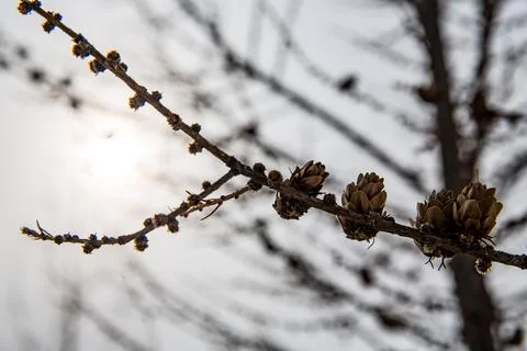 The sun is brightly shining through the leafy branches of a tree Stock Photos