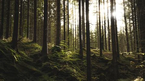 The sun is brightly shining through the trees in the lush forest Stock Photos