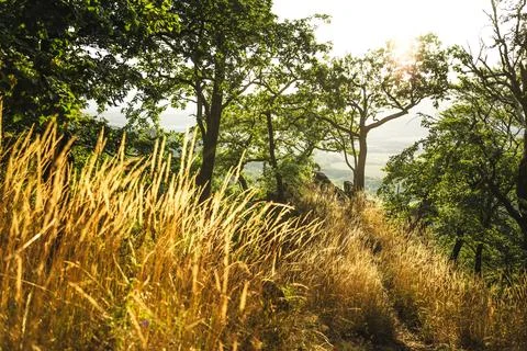 The sun is brightly shining through the trees and lush green grass Stock Photos