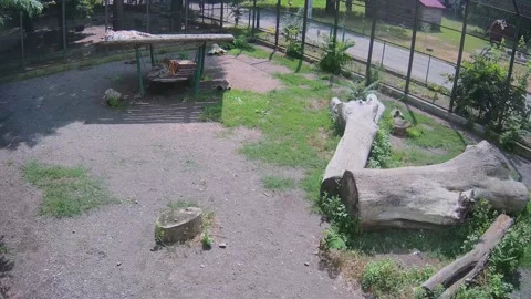 Sun-burnt tigers play on a swing Video stock 156893028