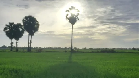 Sun Burst Behind Cambodian Sugar Palm Tree Silhouette Over Rice Field Stock Footage 342263989
