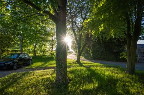 A sun burst behind a tree in a small green wood Stock Photos