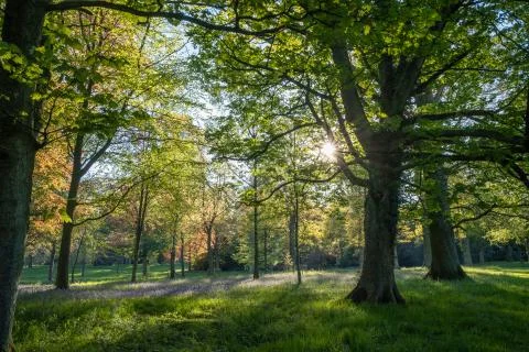A sun burst shining through a tree in a green forest filled with bluebells Foto stock