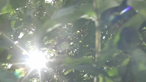 Sun burst through leaves Stock Footage 131760626