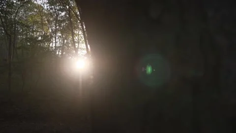 Sun burst through trees Video stock 159996799