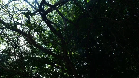 Sun burst through Woods v2 Stock Footage 118113666