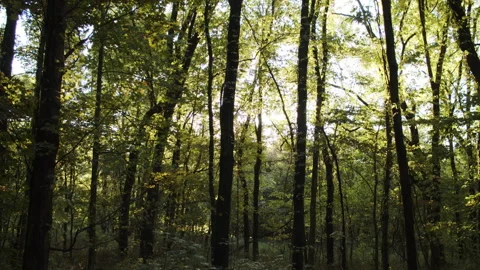 A sun burst in the woods Stock Footage 137806645