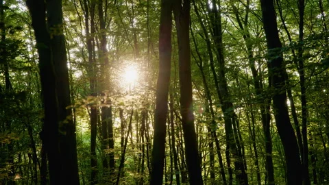 Sun Bursting Behind Tree Trunks, Handheld Forest Walk, Lens Flare, 8K Stock Footage 327406010