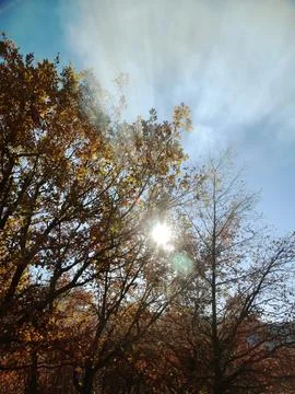 Sun bursting through autumn tree branches in forest Stock Photos