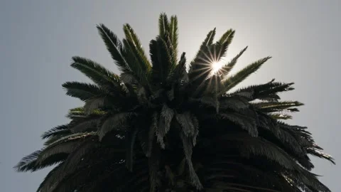 Sun bursts brightly through the fronds of a palm tree Vídeo Stock 338206288