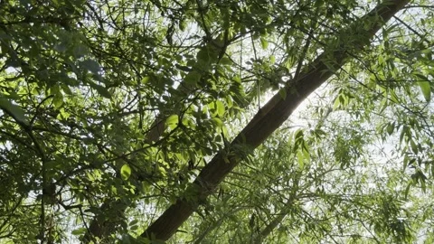 Sun bursts through dense weeping willow canopy Vidéo 334760187