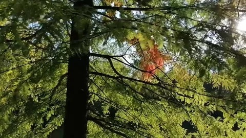 The sun can be seen among the branches of the trees, traces of autumn Stock Footage 141710000