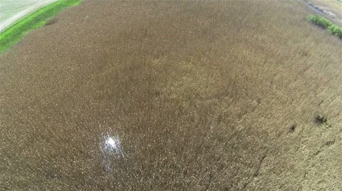 Sun in canes. Aerial  spring  top landscape Video stock 40546948