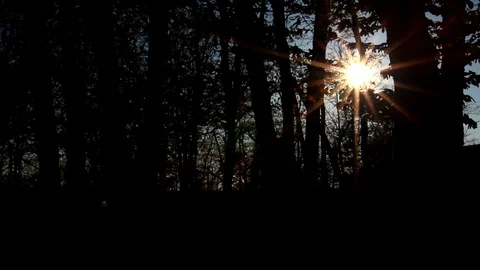 Sun cast magical sunbeams behind trees. 動画素材 107399891