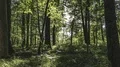 The Sun Casting Beautiful Rays Of Light Through The Trees - Time Lapse 4k or 4k+ Resolution