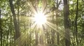 The Sun Casting Beautiful Rays Of Light Through The Trees - Time Lapse 4k or 4k+ Resolution