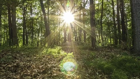 The Sun Casting Beautiful Rays Of Light Through The Trees 動画素材 114156834