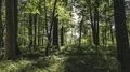 The Sun Casting Beautiful Rays Of Light Through The Trees - Time Lapse 4k or 4k+ Resolution