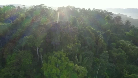 Sun is casting his sunrays over a beautiful flowering tree with purple flowers Stock Footage 165844421