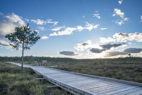 Sun casting low light during calm Sunset in summer over Wooden footpath Stock Photos
