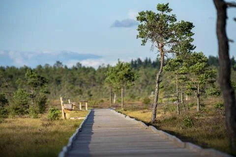 Sun casting low light during calm Sunset in summer over Wooden footpath Stock Photos