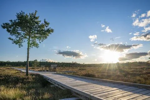 Sun casting low light during calm Sunset in summer over Wooden footpath Stock Photos