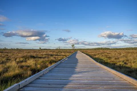 Sun casting low light during calm Sunset in summer over Wooden footpath Stock Photos