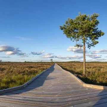 Sun casting low light during calm Sunset in summer over Wooden footpath Stock Photos