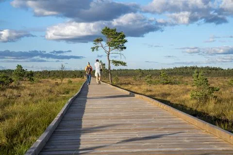 Sun casting low light during calm Sunset in summer over Wooden footpath Stock Photos