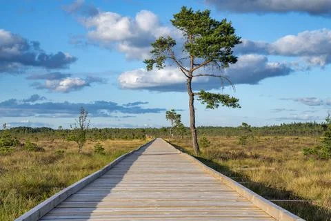 Sun casting low light during calm Sunset in summer over Wooden footpath Stock Photos