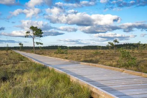 Sun casting low light during calm Sunset in summer over Wooden footpath Stock Photos